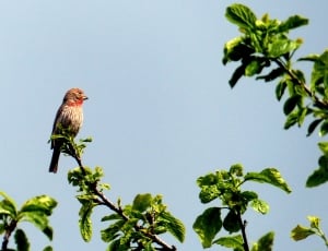 red and brown short beak bird perched green leaf tree during daytime thumbnail