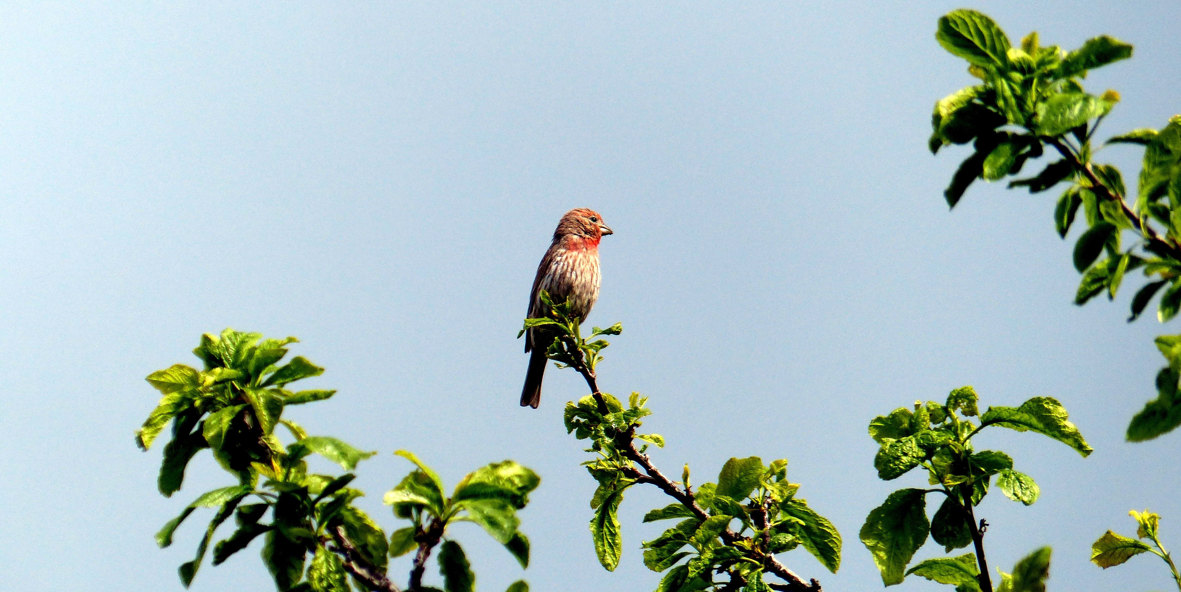 red and brown short beak bird perched green leaf tree during daytime