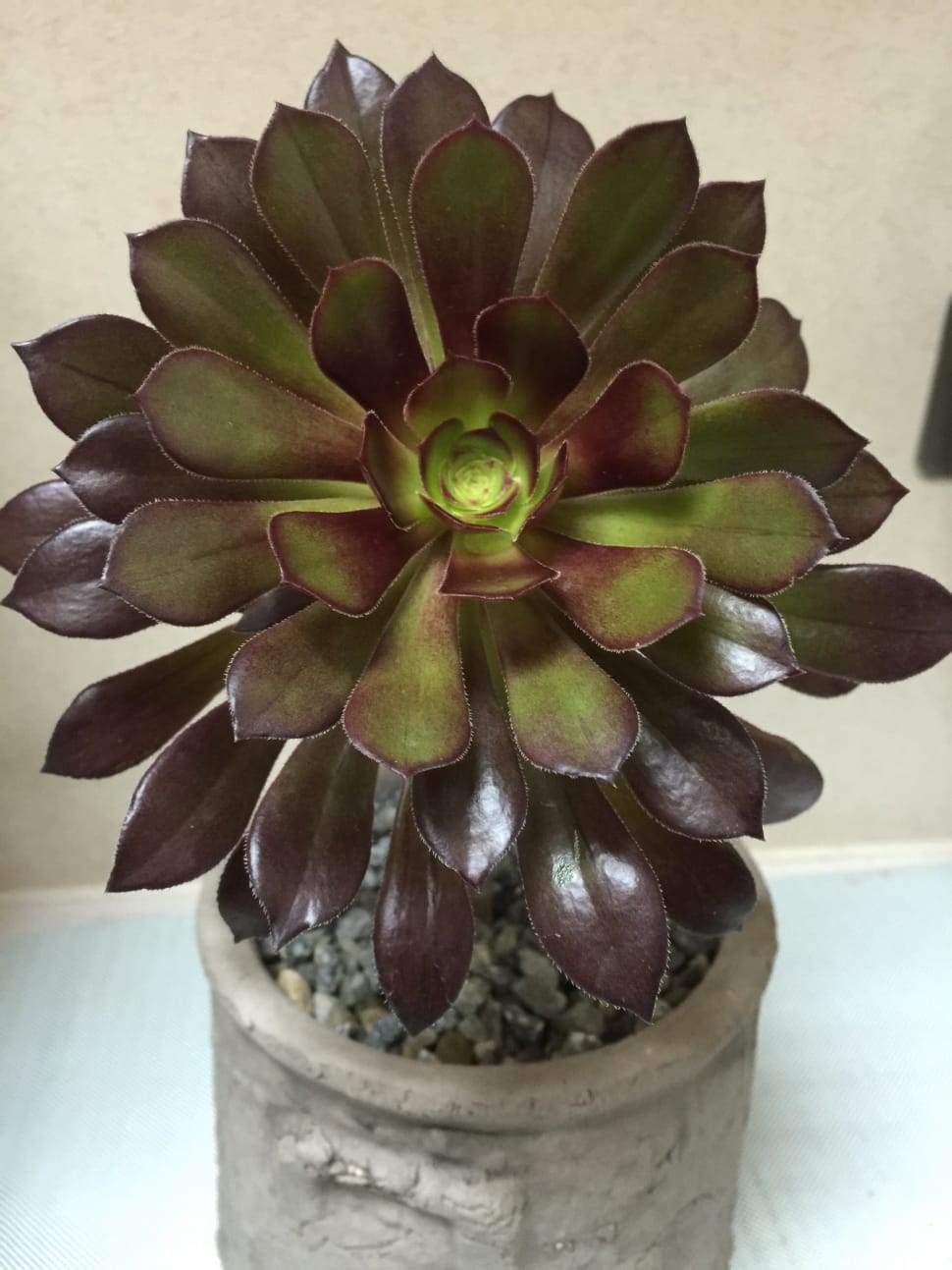 green and brown leaf plant preview