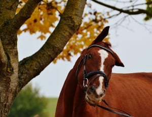 brown coated horse near the tree thumbnail