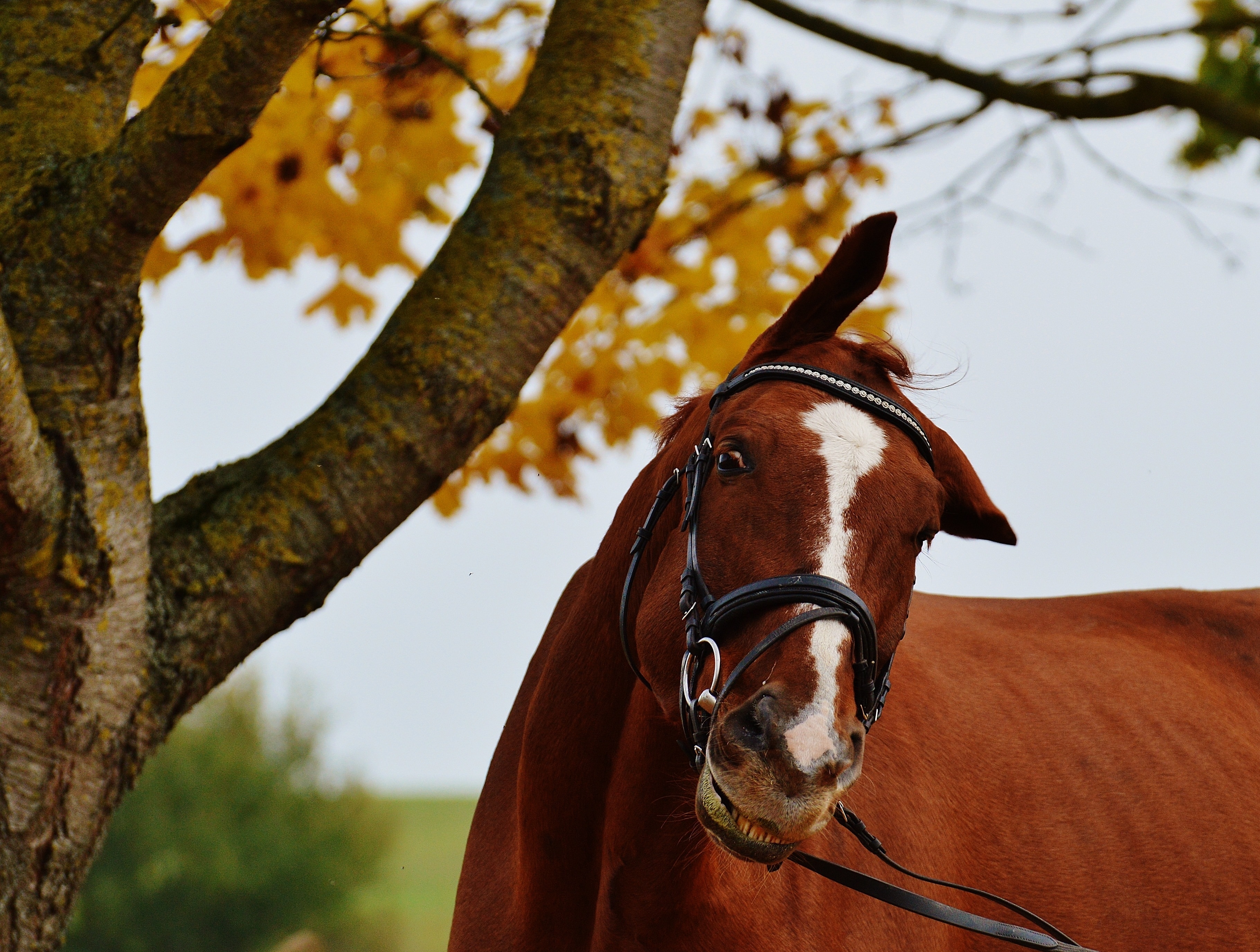 brown coated horse near the tree