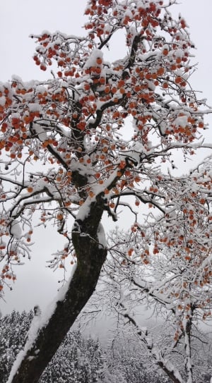 To, I, tree, winter thumbnail