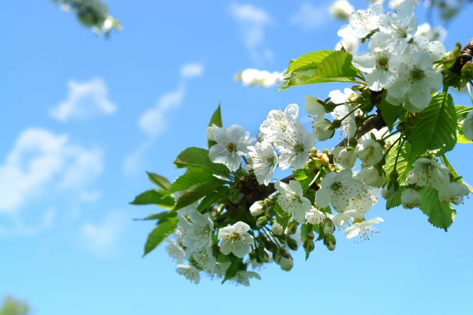 Cherry Blossom, Spring, Flowers, Nature, leaf, nature preview