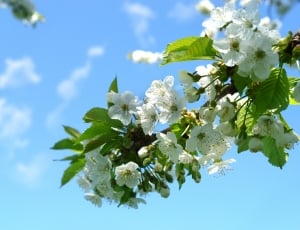 Cherry Blossom, Spring, Flowers, Nature, leaf, nature thumbnail