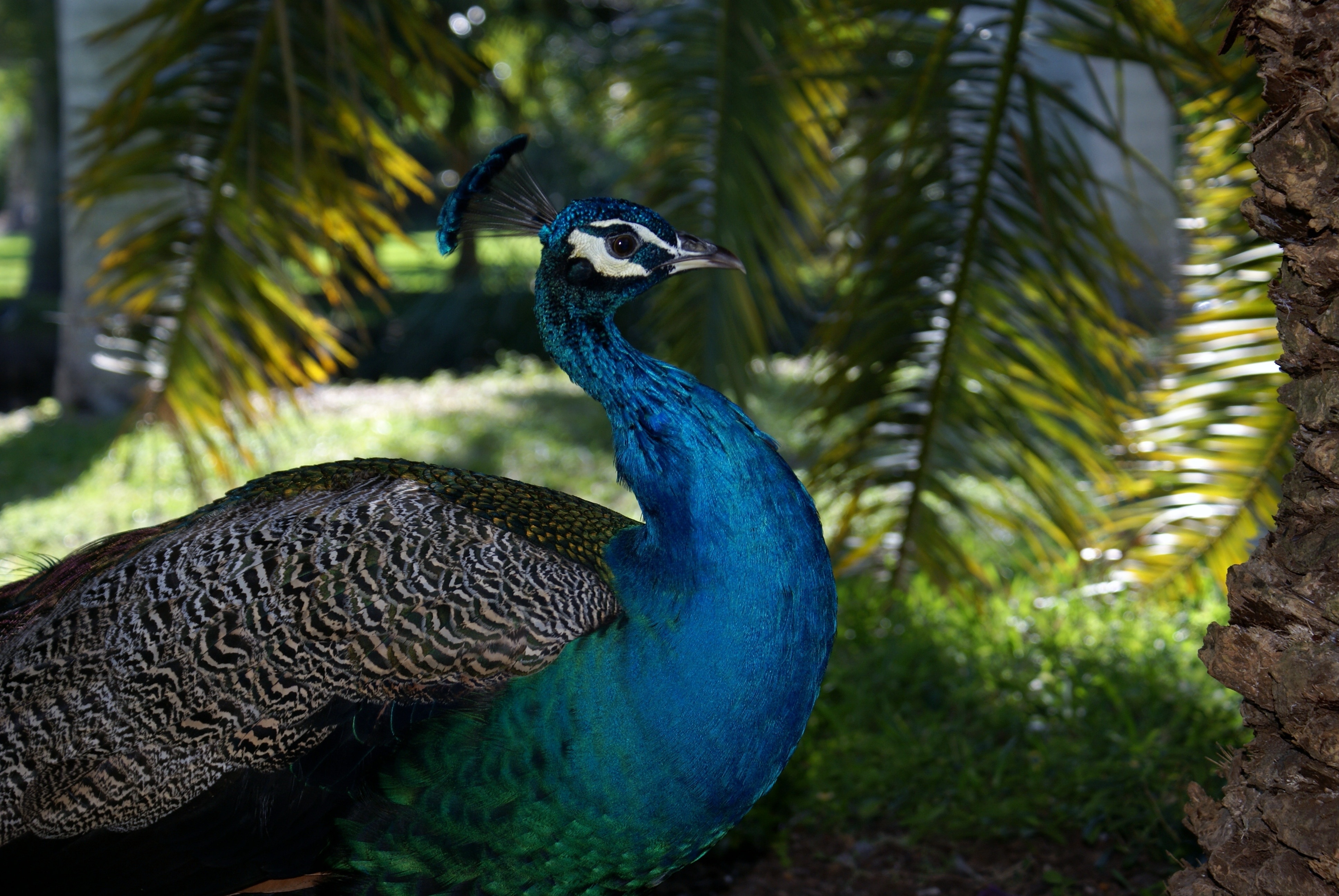 blue gray and green peacock