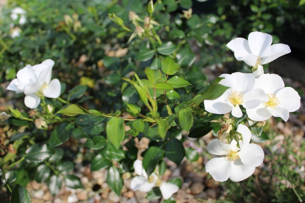 White Rose, White Flower, Flowers, flower, plant preview