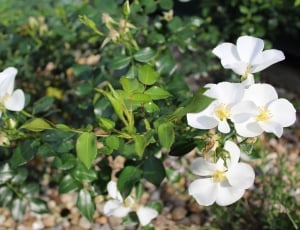 White Rose, White Flower, Flowers, flower, plant thumbnail