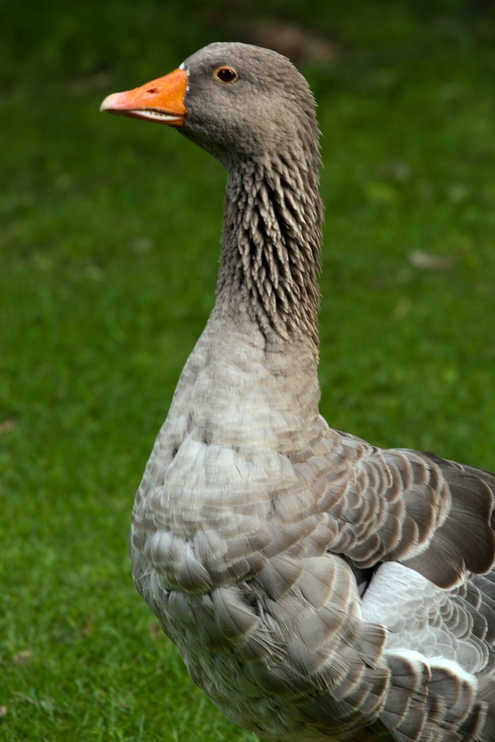 gray and brown geese preview