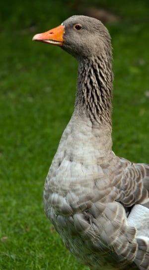 gray and brown geese thumbnail