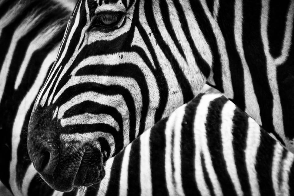close photo of zebra head preview