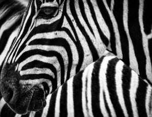 close photo of zebra head thumbnail