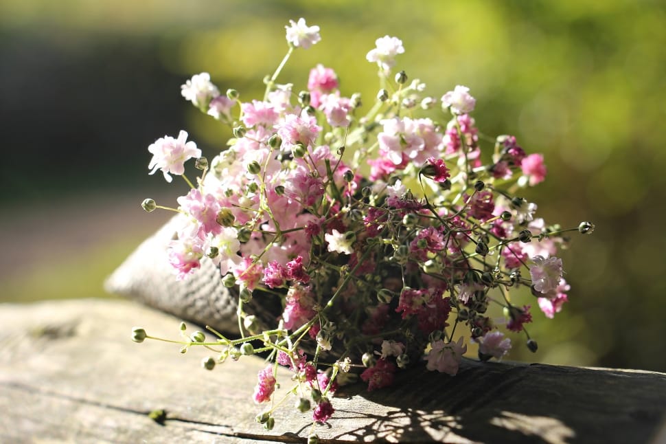 pink and white baby's breath flower preview