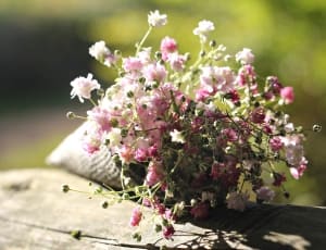 pink and white baby's breath flower thumbnail