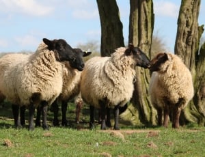 3 white and black sheeps thumbnail