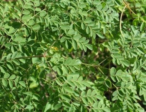 Backcountry, Sergipe, Semiarid, Jug, green color, leaf thumbnail