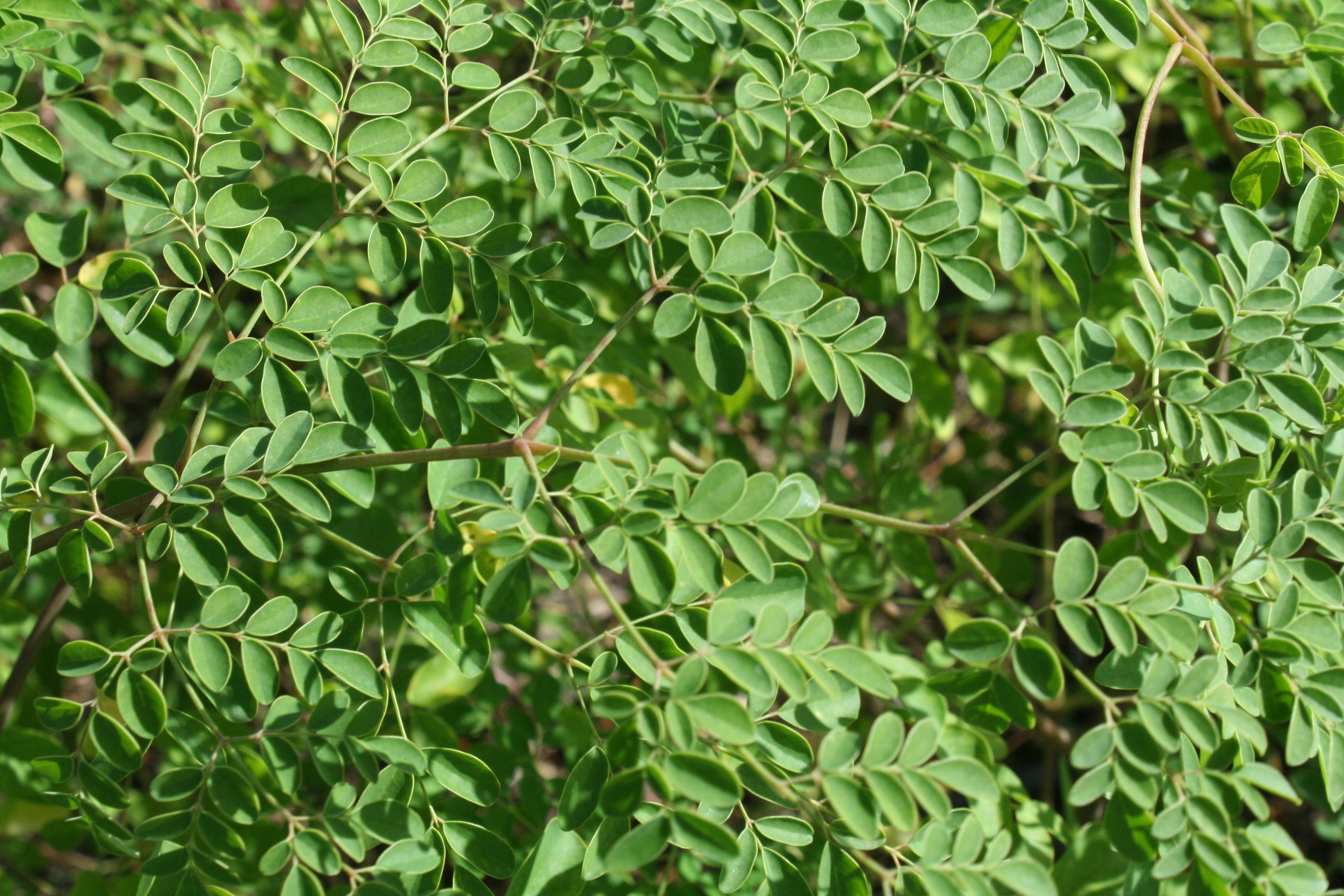 Backcountry, Sergipe, Semiarid, Jug, green color, leaf