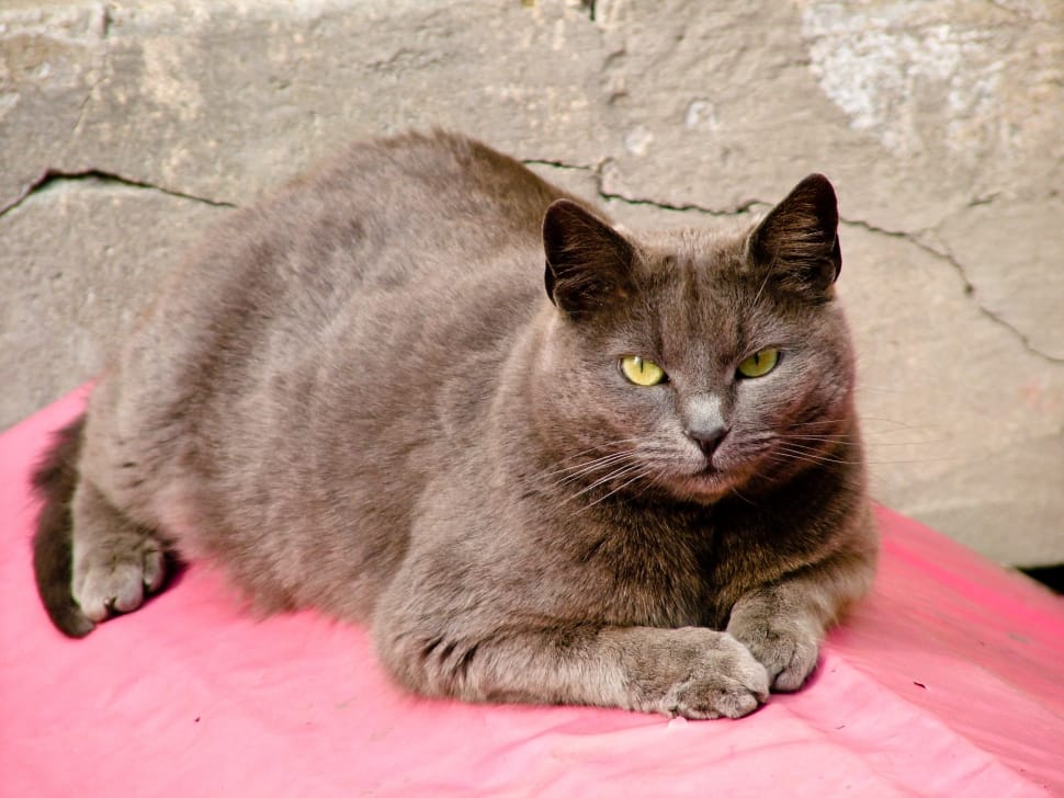 grey short fur cat on red textile during daytime preview