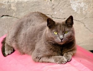 grey short fur cat on red textile during daytime thumbnail