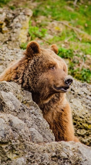 Fur, Brown Bear, Zoo, Predator, Bear, rock - object, animals in the wild thumbnail