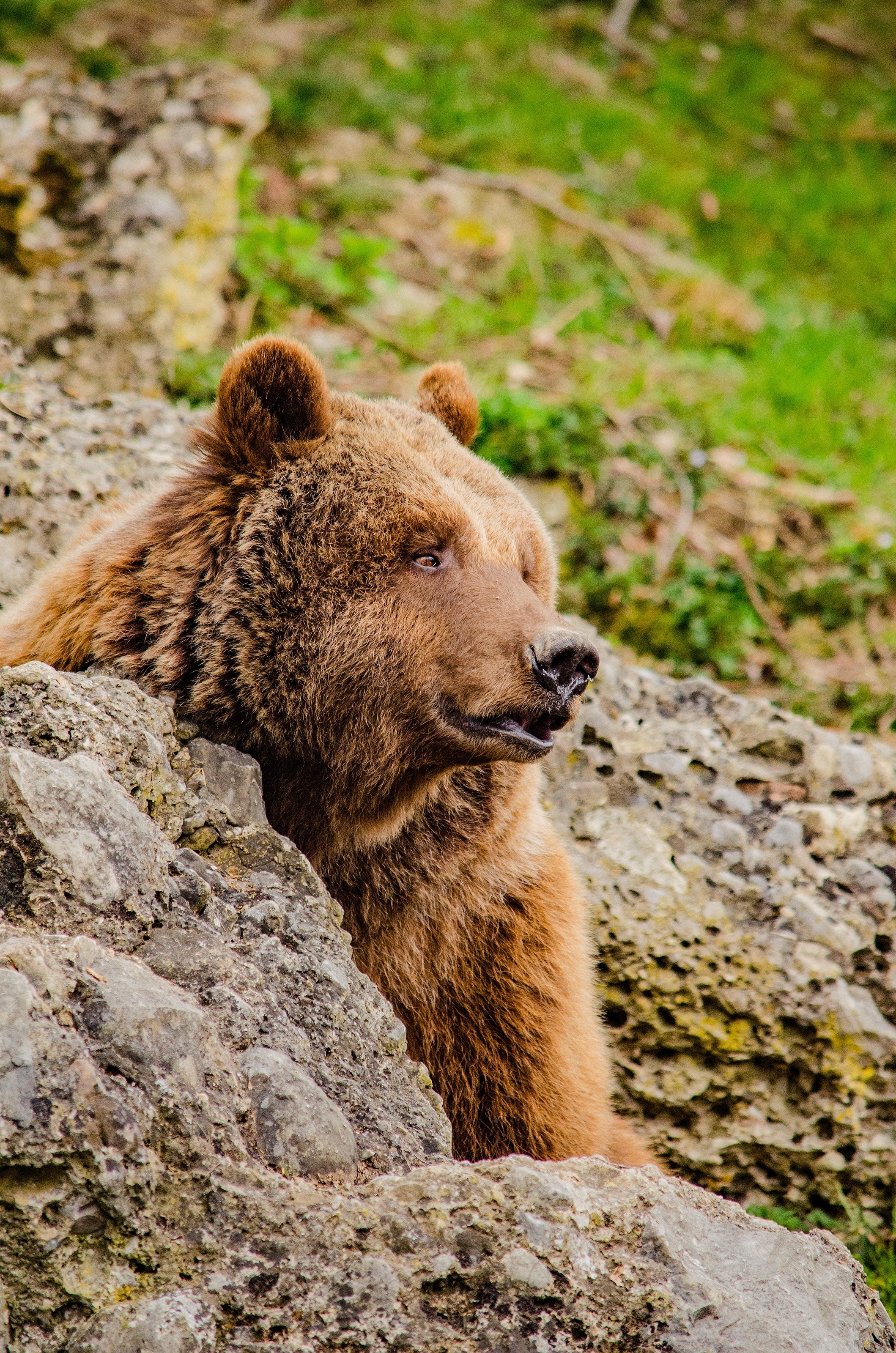 Fur, Brown Bear, Zoo, Predator, Bear, rock - object, animals in the wild