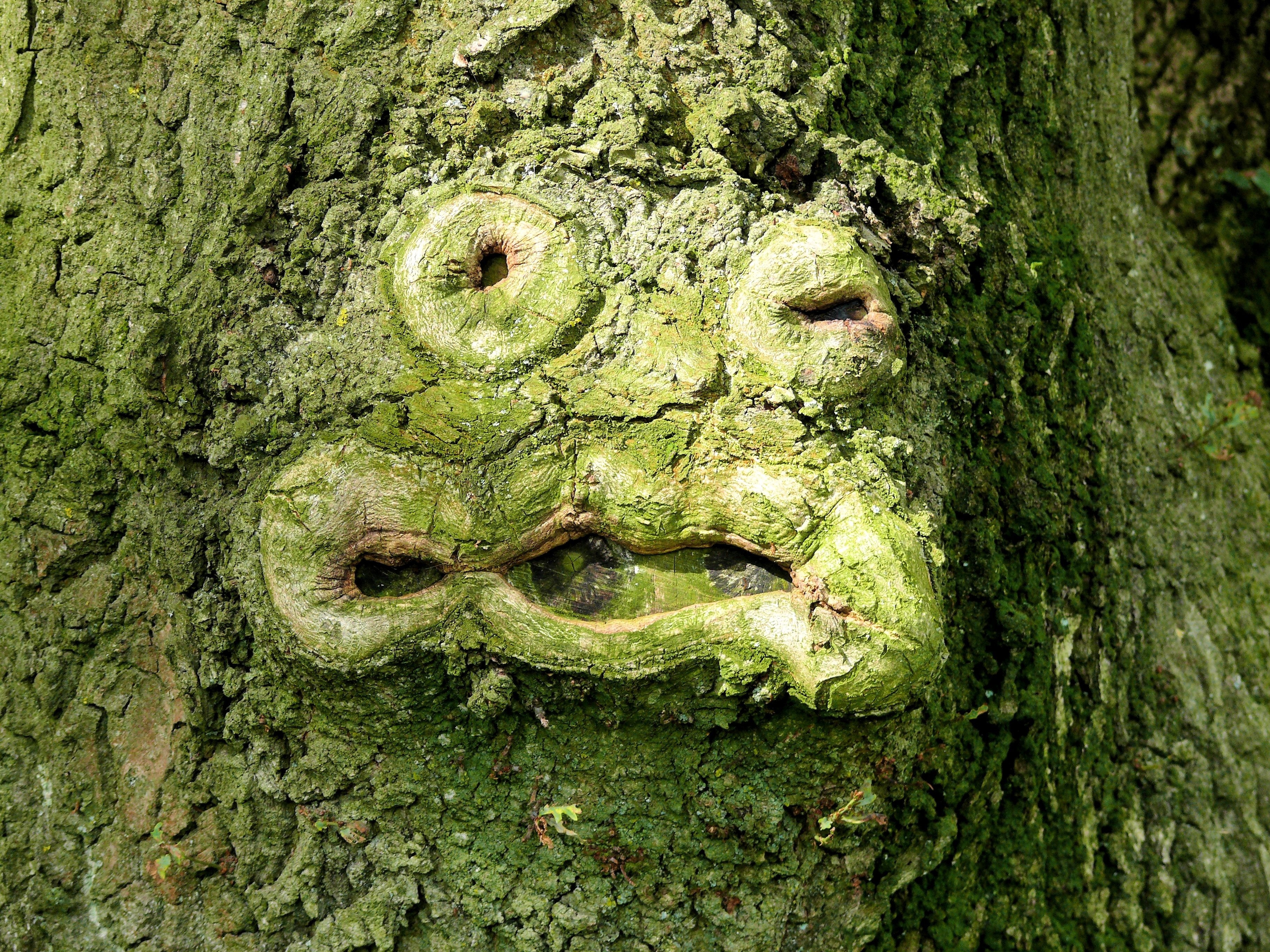green body of tree