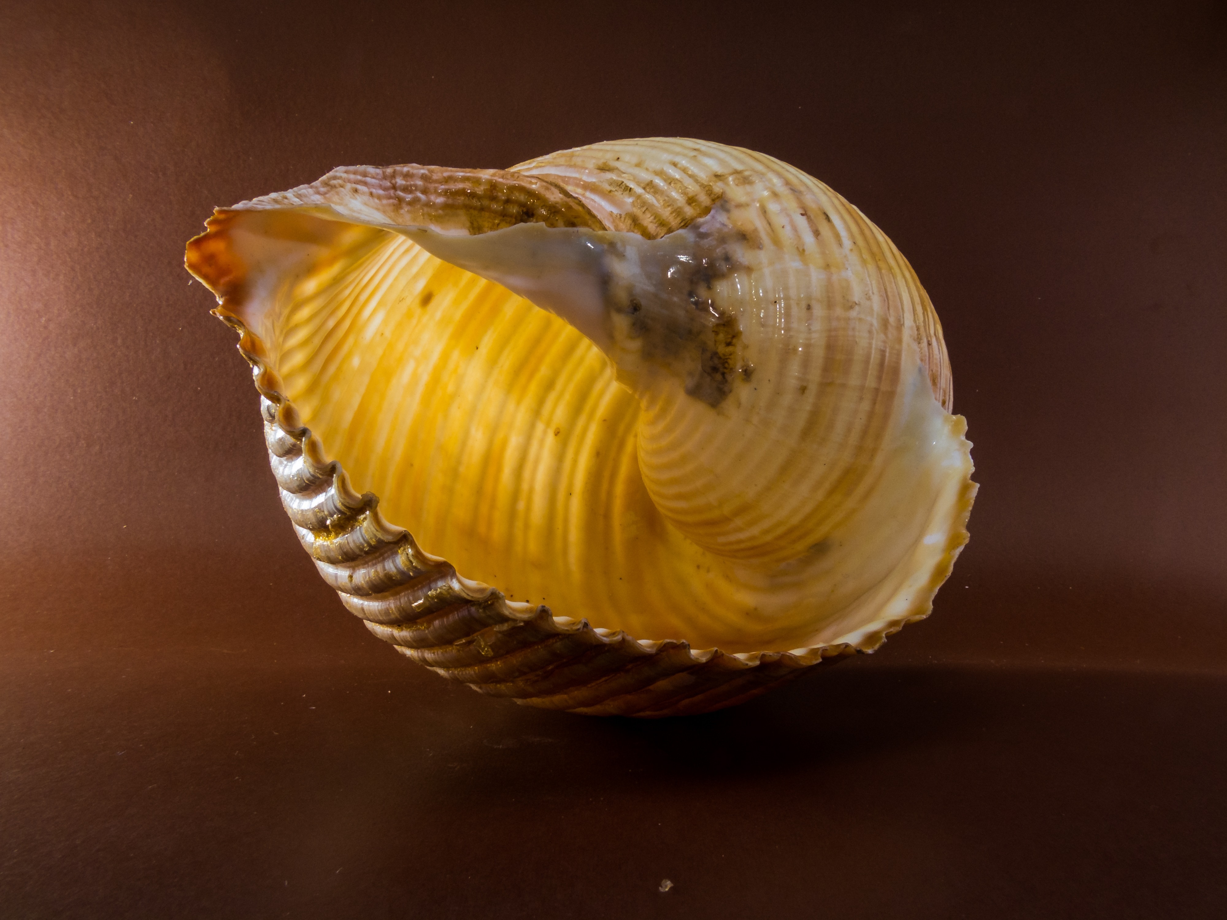 Snail, Close, Shell, single object, no people