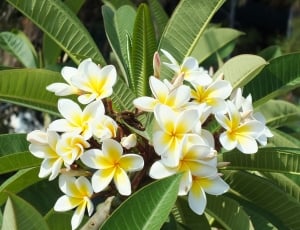 white-and-yellow 5-petal flower thumbnail