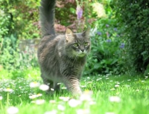 silver tabby cat surround by green leaf plant and flowers thumbnail