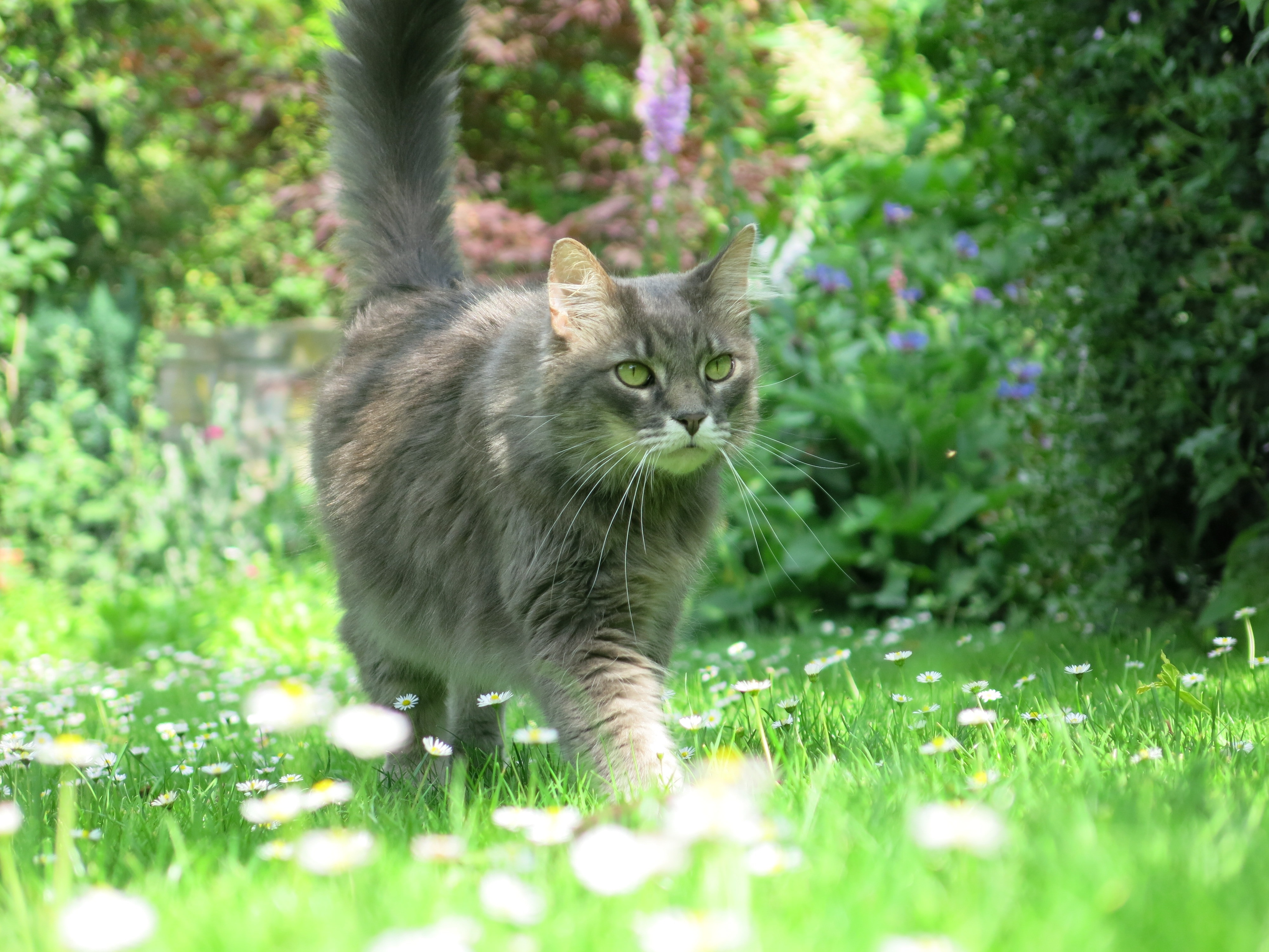 silver tabby cat surround by green leaf plant and flowers