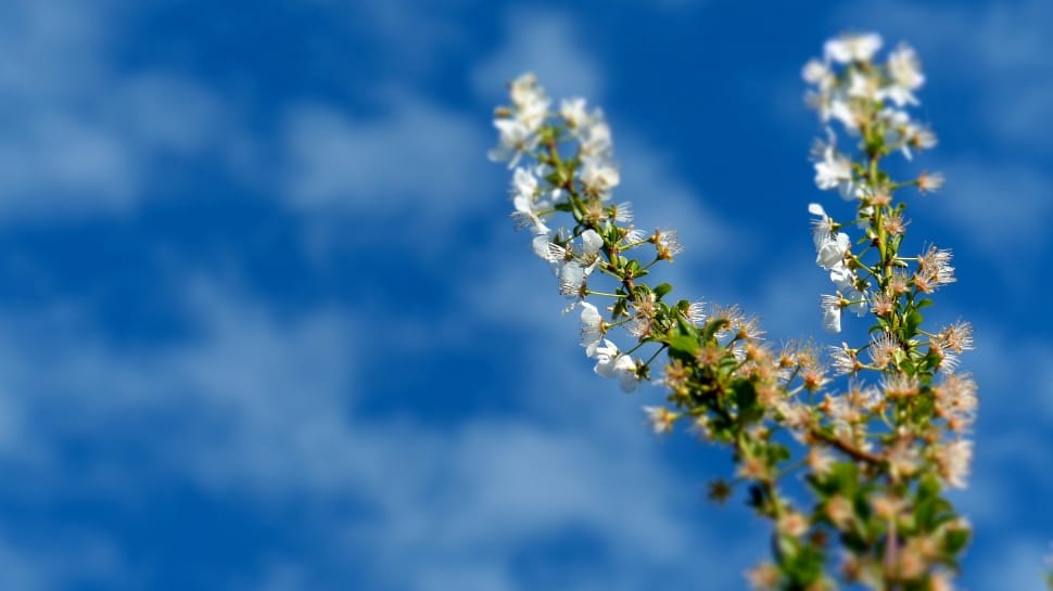 white petaled flower under white clouds preview