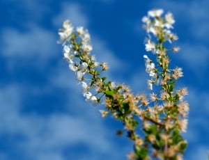white petaled flower under white clouds thumbnail