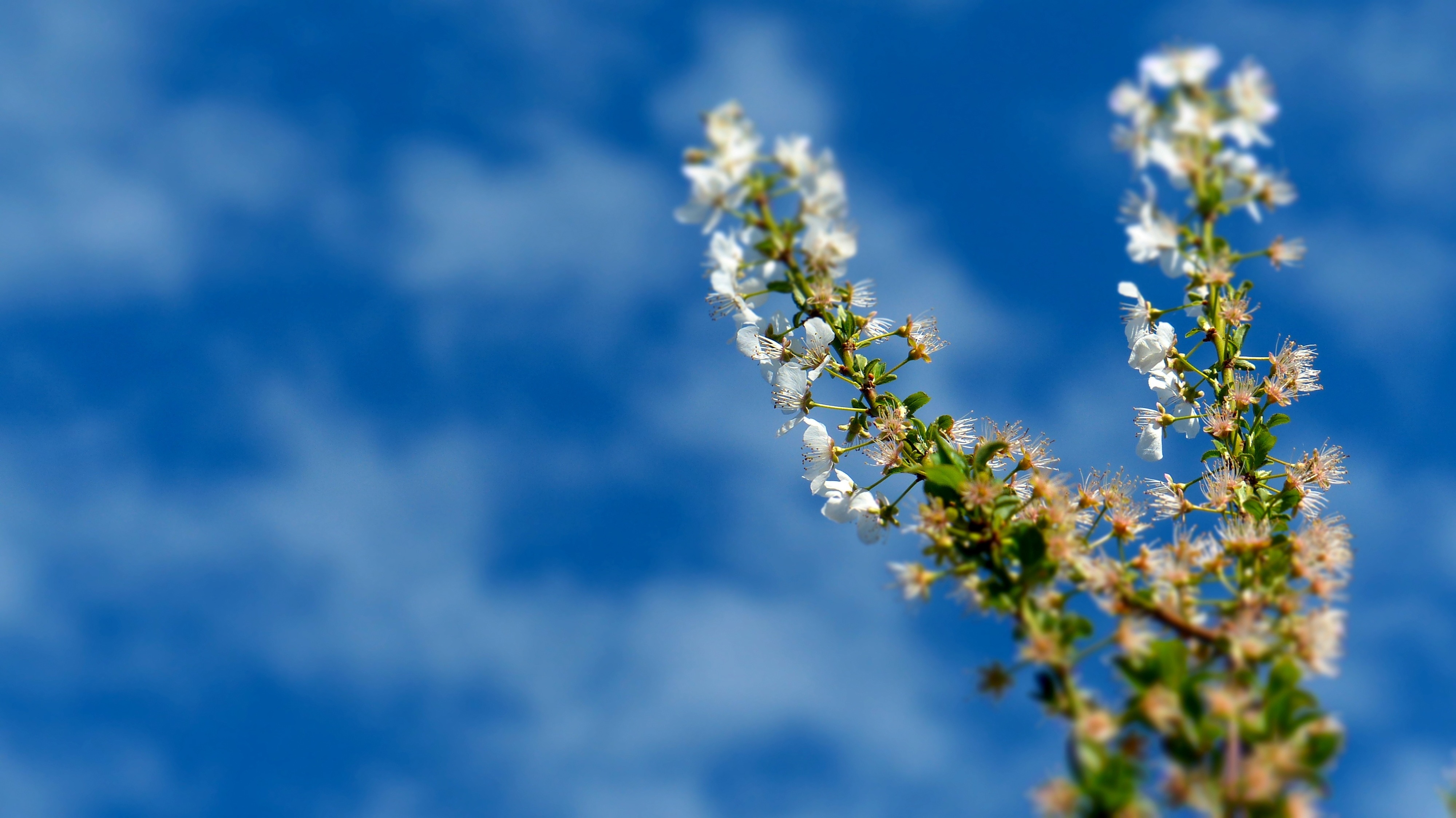 white petaled flower under white clouds