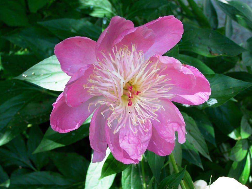 close-up photo of pink petaled flower preview