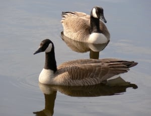 2 female mallard duck thumbnail