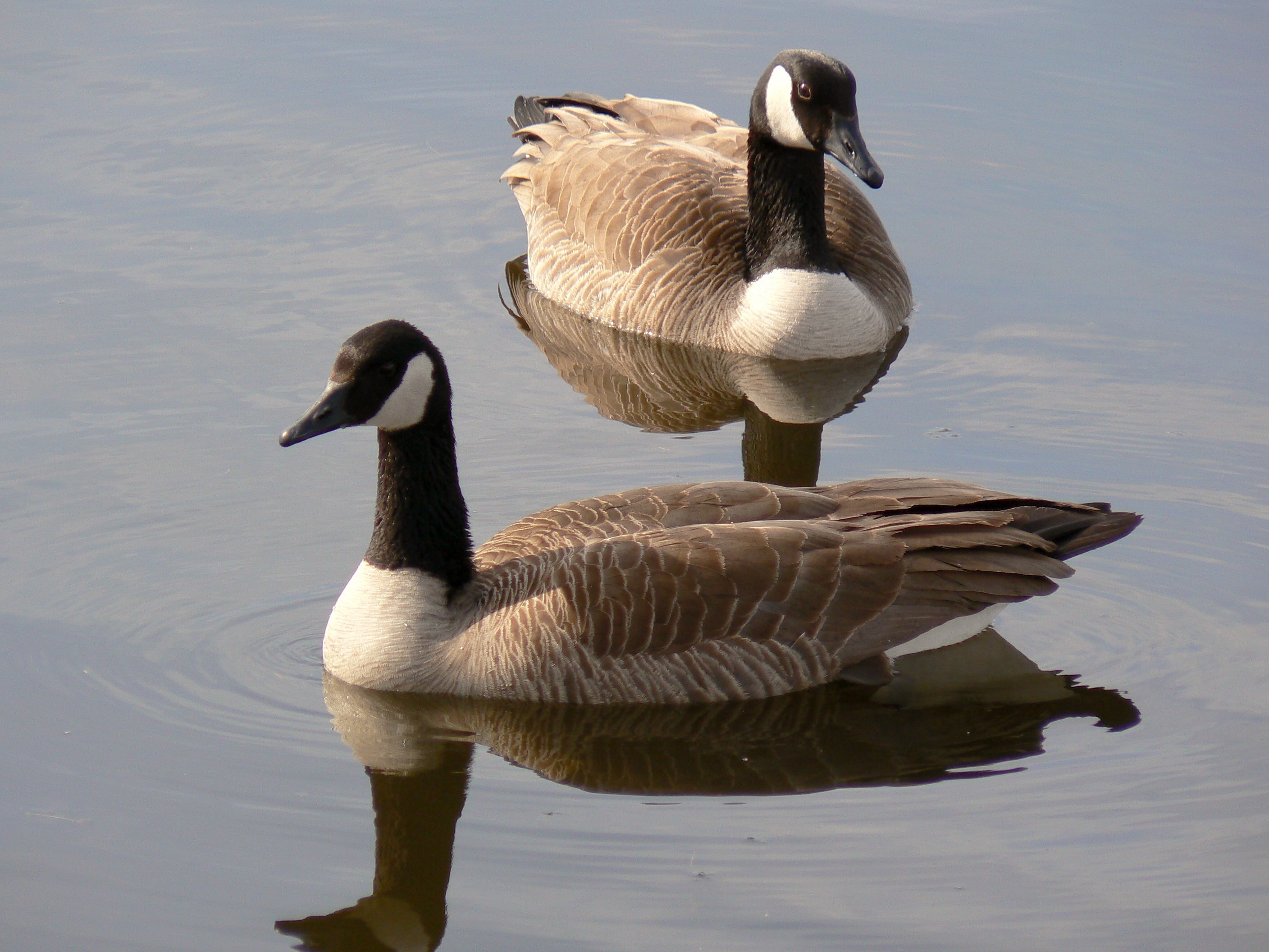 2 female mallard duck