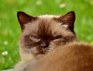 brown cat lying on green grass during daytime thumbnail