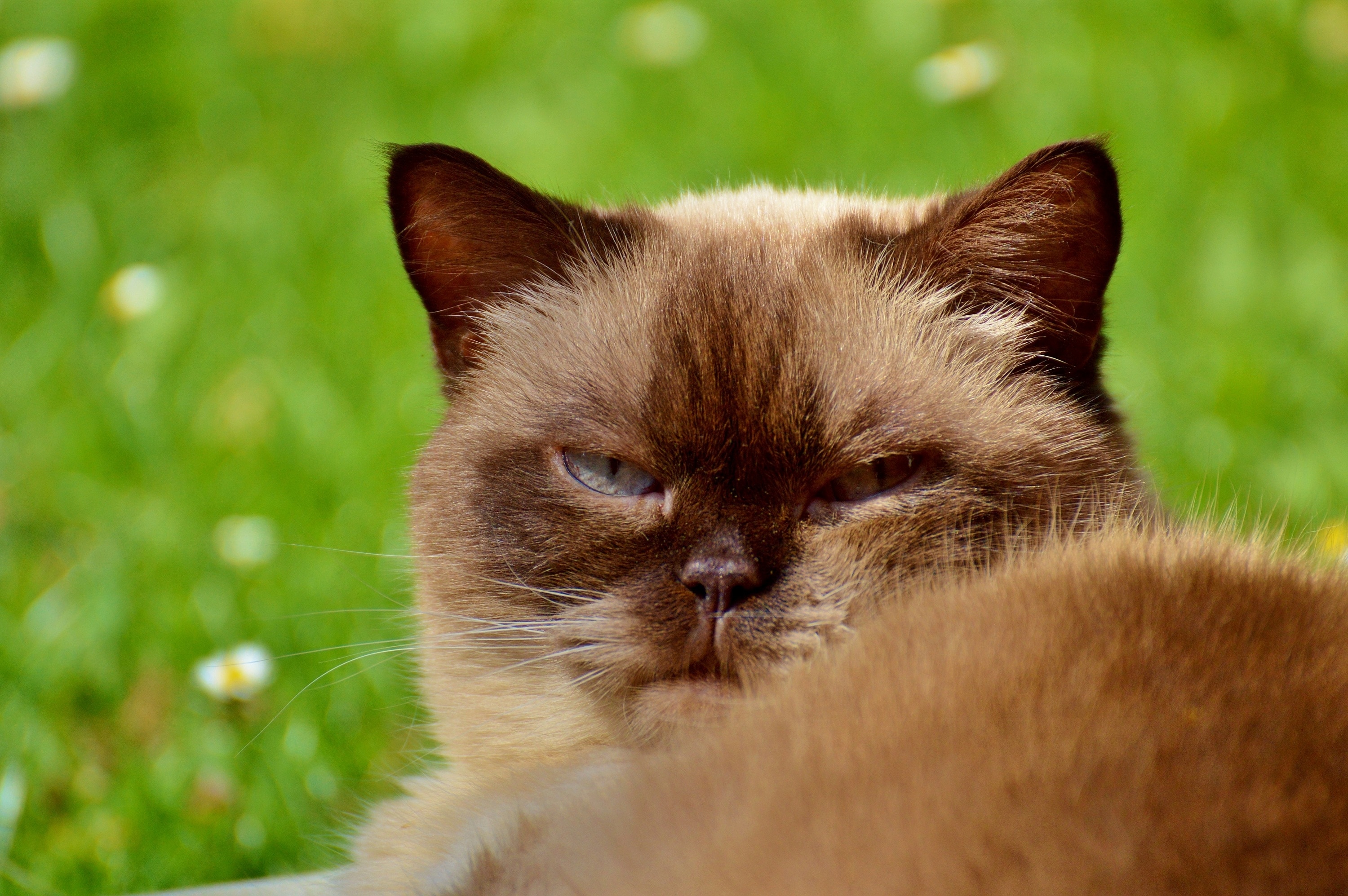 brown cat lying on green grass during daytime