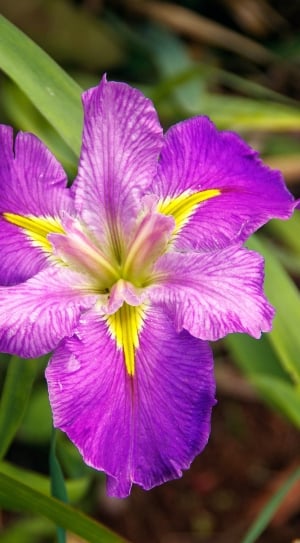 Water Iris, Iris, Pond, Louisiana Iris, flower, petal thumbnail