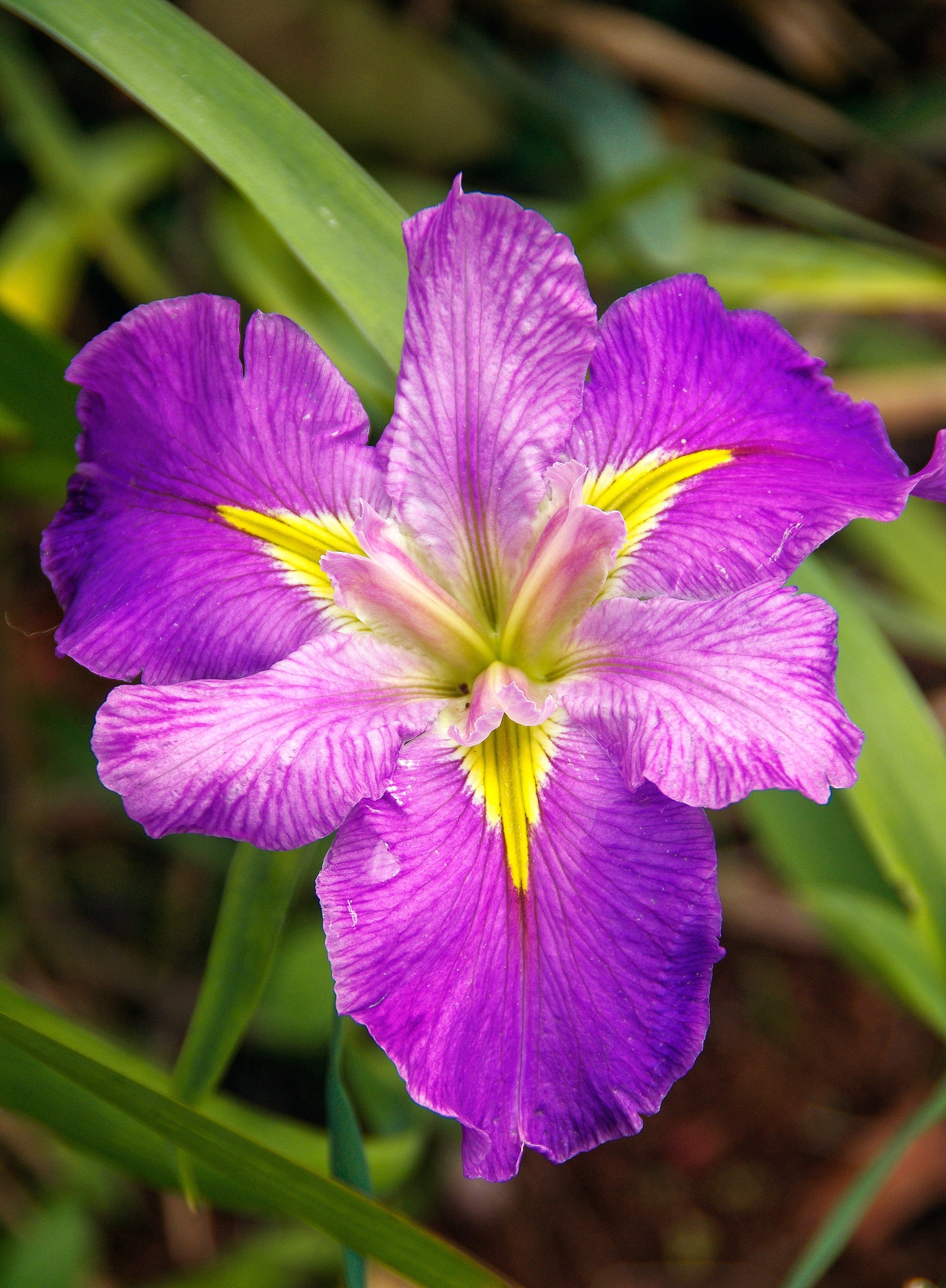 Water Iris, Iris, Pond, Louisiana Iris, flower, petal