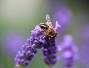 hover fly thumbnail