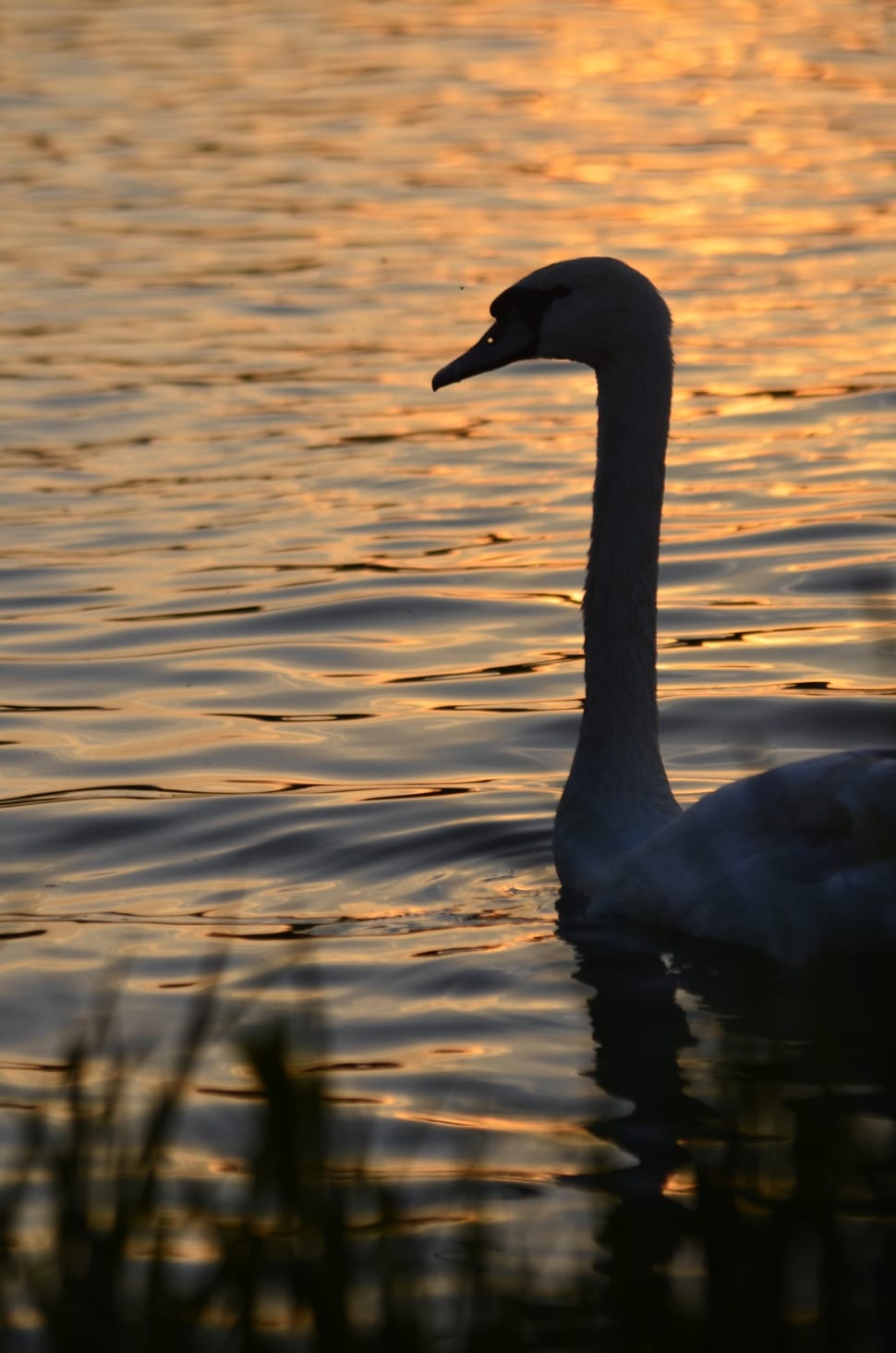 swan on body of water in closeup photography preview