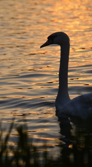 swan on body of water in closeup photography thumbnail