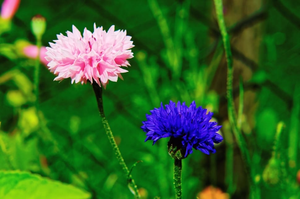 pink and purple flower preview