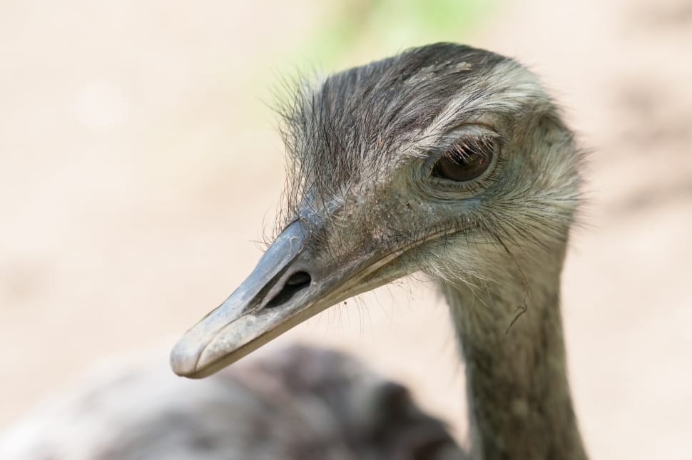 selective photo of brown ostrich preview