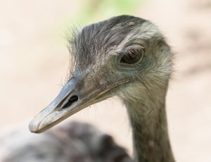 selective photo of brown ostrich thumbnail