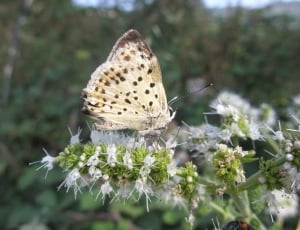 grey and black spotted butterfly on white flowers thumbnail