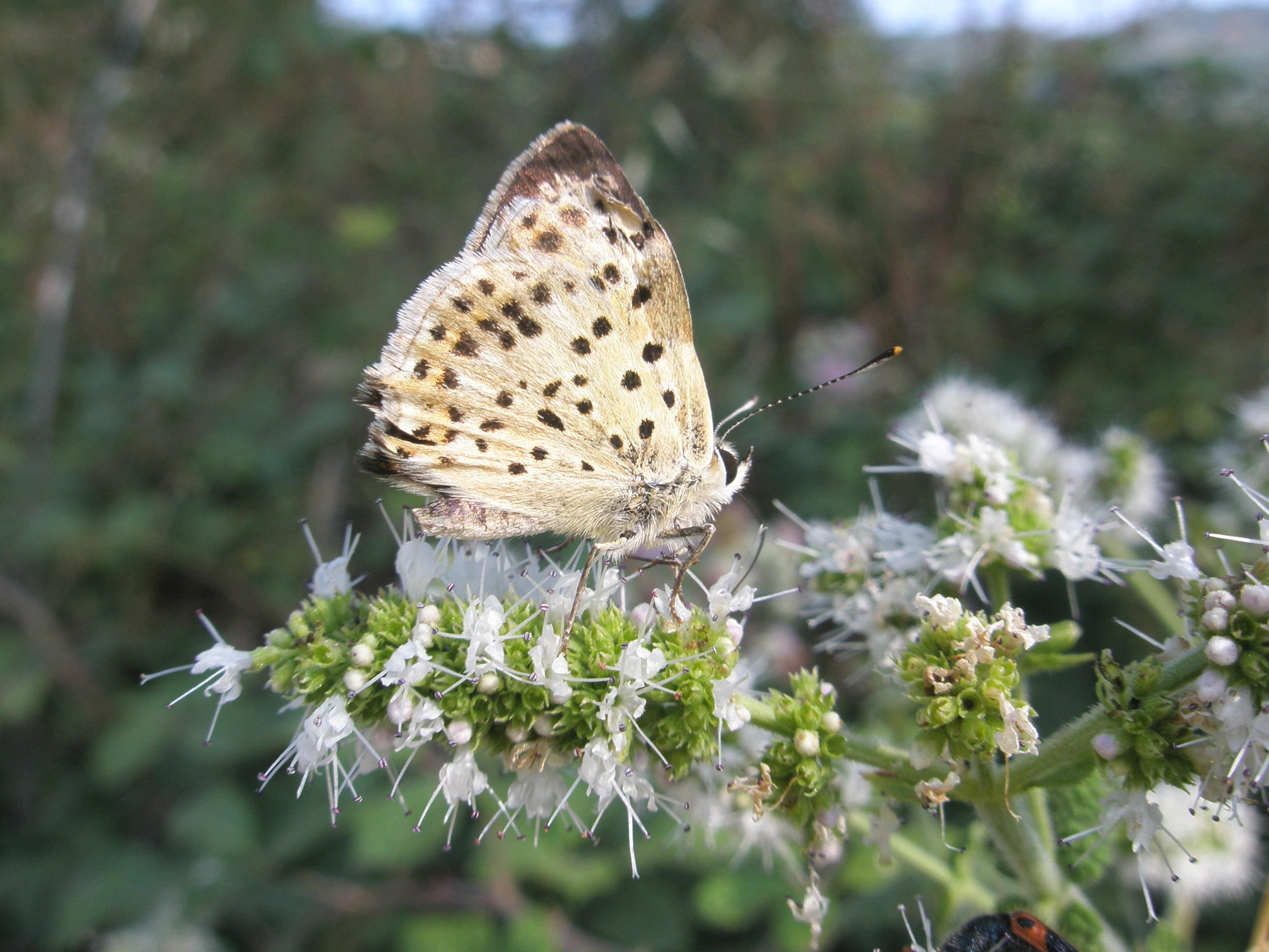 grey and black spotted butterfly on white flowers