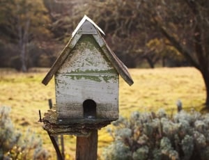 white and brown wooden bird house thumbnail