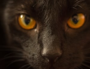 Portrait of black cat with yellow eyes thumbnail