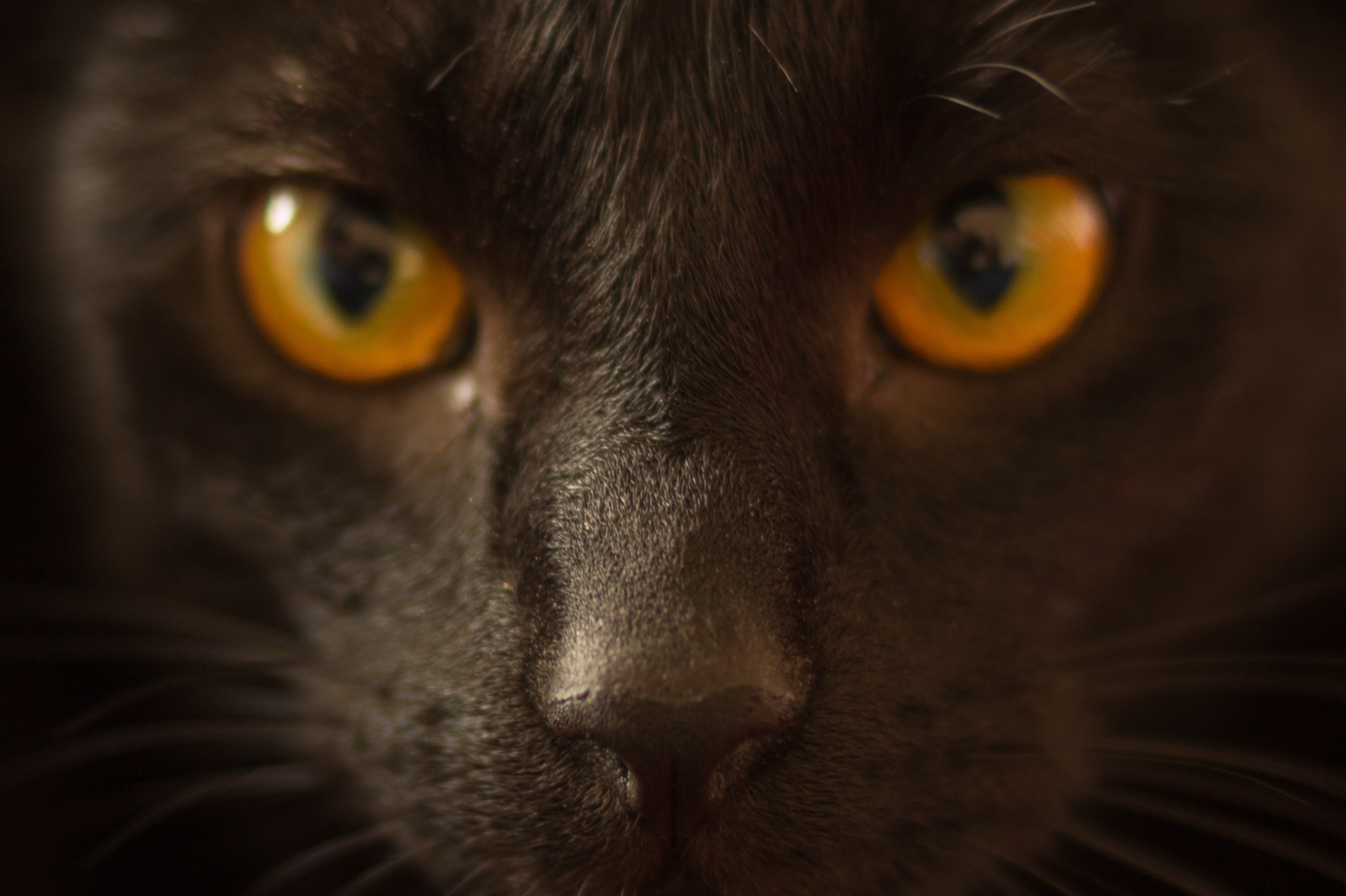 Portrait of black cat with yellow eyes